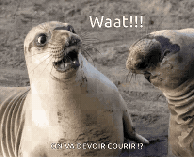 Two Seals Looking At Each Other Saying Waat GIF