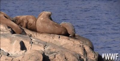 Two Seals Lying On Rock In Water GIF
