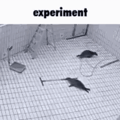 Two Seals Playing With Vacuum Cleaner GIF