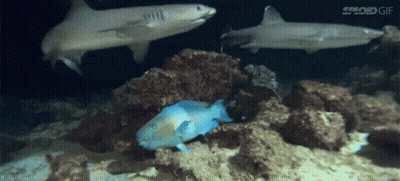 Two Sharks And A Blue Fish Are Swimming In A Coral Reef GIF