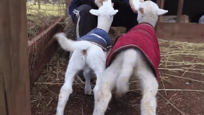 Two Sheep In Coats Standing In Pen GIF