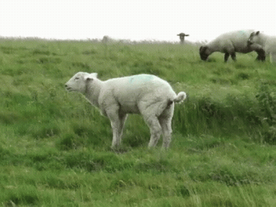Two Sheep In Grassy Field GIF