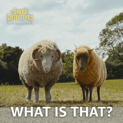 Two Sheep Standing Next To Each Other With The Words " What Is That " Below Them GIF