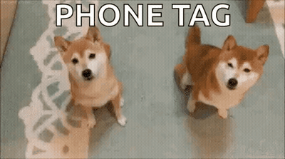 Two Shiba Inu Dogs Are Standing Next To Each Other On A Rug And Looking At The Camera . GIF