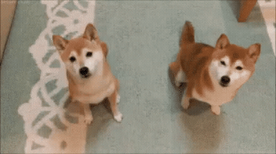 Two Shiba Inu Dogs Standing Next To Each Other On A Rug With The Words `` You 'Re It ! '' GIF