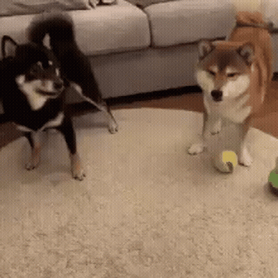 Two Shiba Inu Playing With Ball GIF