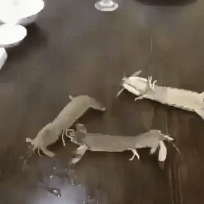 Two Shrimp Are Sitting On A Wooden Table With A Glass Of Wine In The Background . GIF