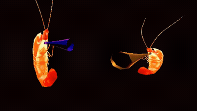 Two Shrimp Blowing Horns GIF