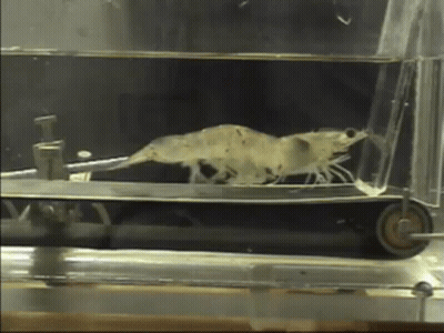 Two Shrimp Blowing Horns GIF
