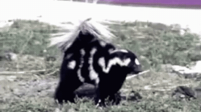 Two Skunks In Field GIF