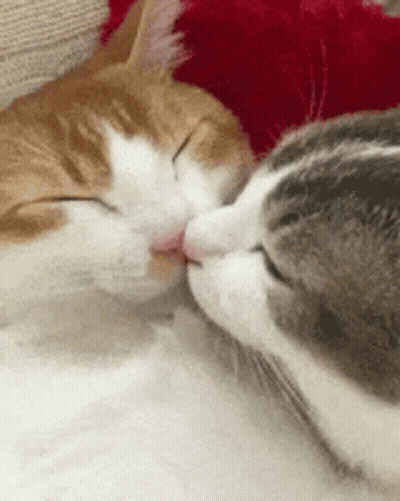 Two Sleeping Cats Kissing On Couch GIF