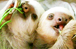 Two Sloth Eating Wigs