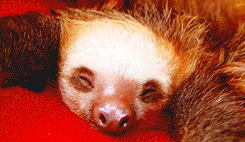 Two Sloth Sleeping