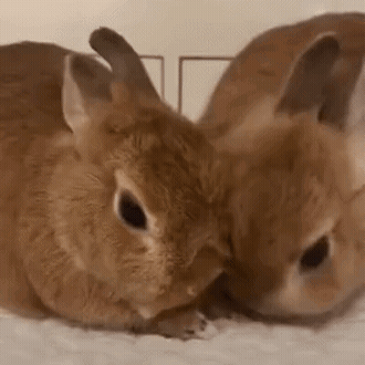 Two Small Brown Rabbits Are Laying Next To Each Other On A Bed . GIF