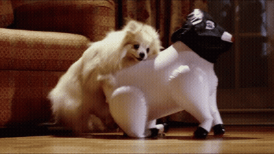 Two Small Dogs Are Playing With A Stuffed Animal That Looks Like A Cow GIF