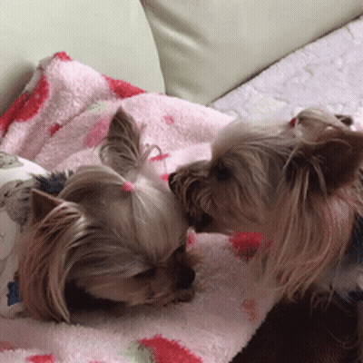 Two Small Dogs Laying On A Pink Blanket With Strawberries On It GIF