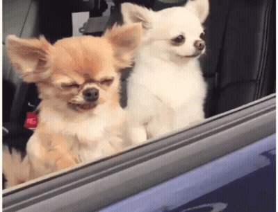 Two Small Dogs Looking Out Car Window One Eyes Closed GIF