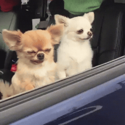 Two Small Dogs Sitting In Car Looking Out Window GIF