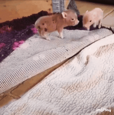 Two Small Pigs Are Walking On A Rug On The Floor . GIF