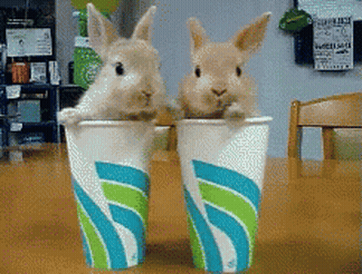 Two Small Rabbits Are Sitting In Cups With The Letter S On Them GIF