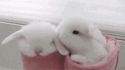 two small white rabbits are sitting next to each other in a pink blanket .