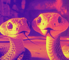 Two Snakes Are Looking At The Camera With Their Tongues Hanging Out GIF