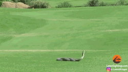 Two Snakes In Golf Course