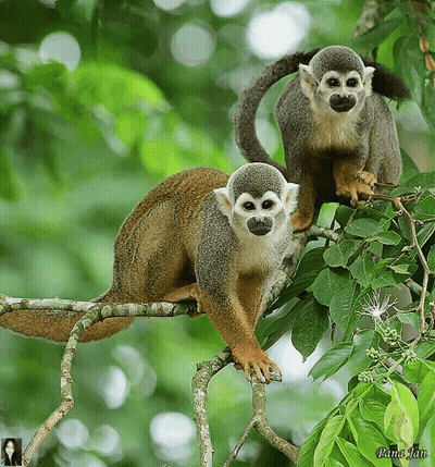 Two Squirrel Monkeys Are Sitting On A Tree Branch With A Picture Of A Woman Behind Them GIF