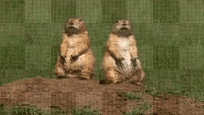 Two Squirrels Dancing Wahoo GIF