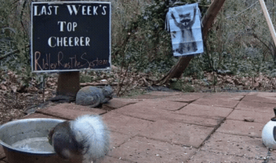 Two Squirrels In Front Of Sign Saying Last Week's Top Cheerer GIF