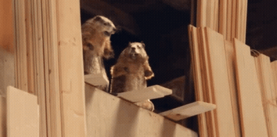 Two Squirrels On Wooden Ledge GIF