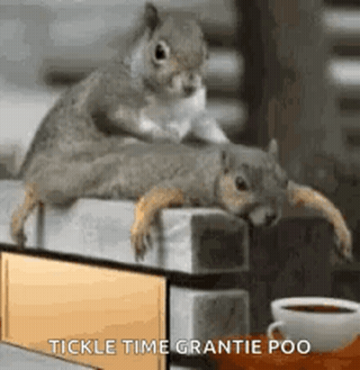 Two Squirrels Sitting At Table With Coffee And Mirror GIF