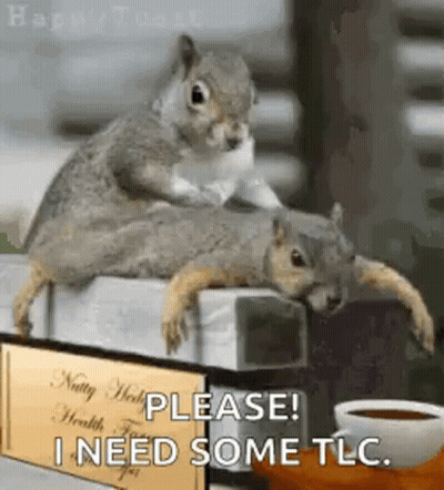 Two Squirrels Sitting On Box Saying I Need Some TLC GIF