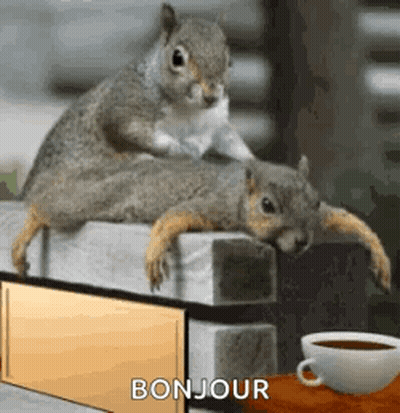 Two Squirrels Stacked On Brick Wall With Coffee GIF