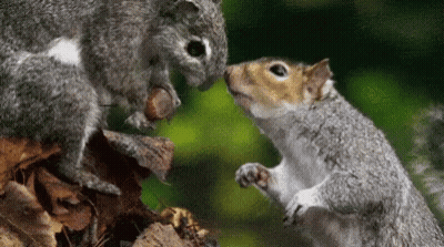 Two Squirrels Standing On Log Eating Nuts GIF