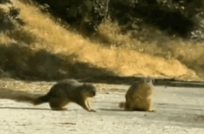 Two Squirrels Standing On Sidewalk GIF