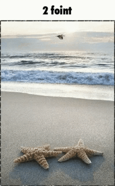 Two Starfish Are Laying On A Sandy Beach With A Bird Flying In The Background Under The Words 2 Point GIF