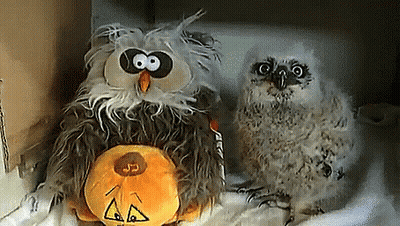 Two Stuffed Owls Sitting In Cardboard Box GIF