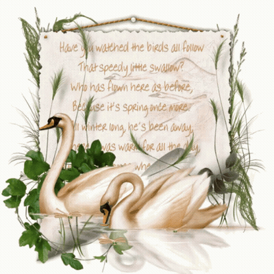 Two Swans In Front Of Sign Saying Have You Watched The Birds All Follow That Speedy Little Swallow GIF