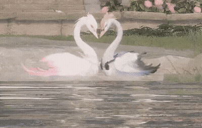 Two Swans Making A Heart Shape With Their Necks In The Water GIF