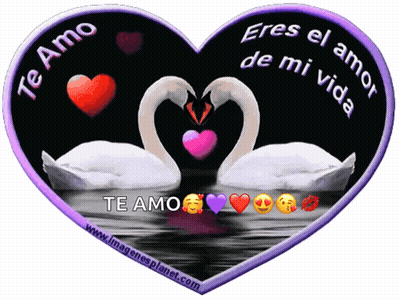 Two Swans Making Heart Shape Te Amo GIF