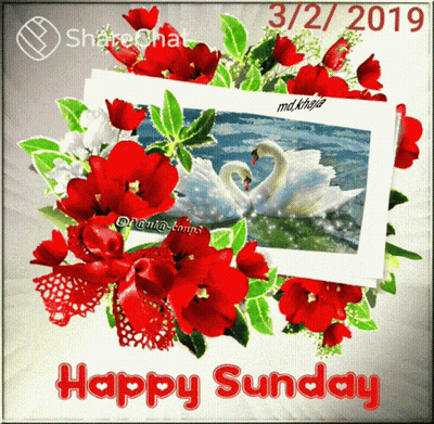Two Swans Surrounded By Red Flowers Happy Sunday GIF