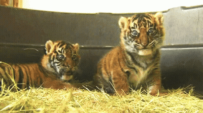 Two Tiger Cubs Are Sitting In A Pile Of Hay And Looking At The Camera GIF