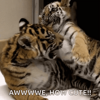 Two Tiger Cubs Playing Awwwe How Cute GIF