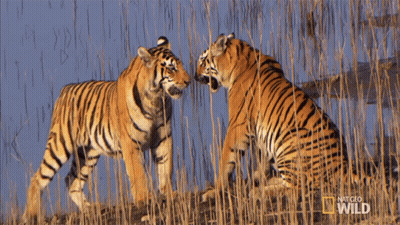 Two Tigers Are Fighting In A Field With National Geographic Wild Written In The Corner GIF