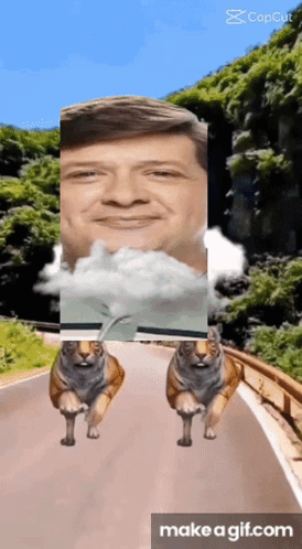 Two Tigers Running Down Road With Man In Background GIF