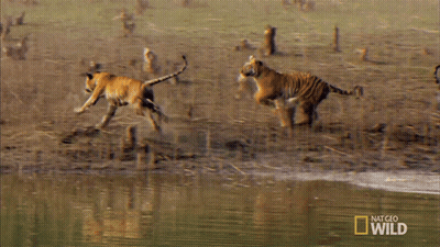 Two Tigers Running Near Water With National Geographic Wild Logo GIF