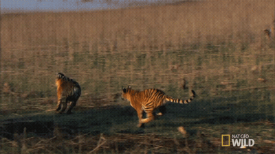 Two Tigers Running With National Geographic Wild Logo GIF