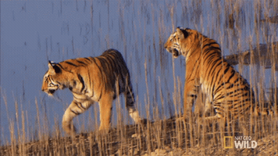 Two Tigers Walking And Sitting In Field National Geographic Wild GIF
