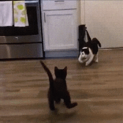 Two Toned Cat Body Slam Black Cat GIF